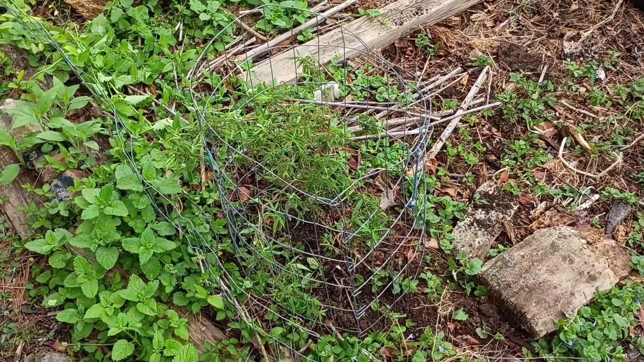 GardenVlog Season 3, ep.1