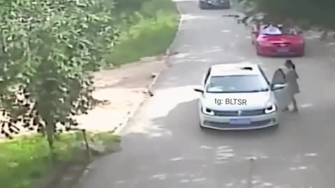 Tiger snatches woman