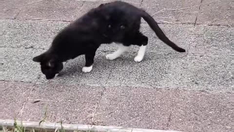 Story of a normal cat