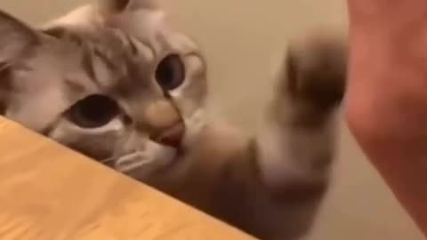 cat is doing shake hand