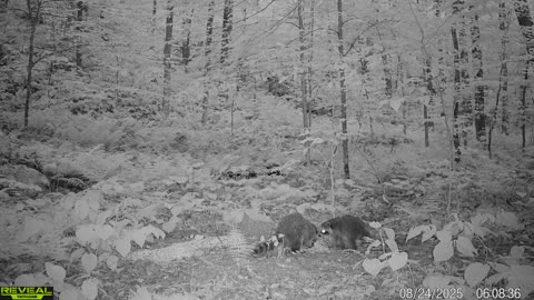Adirondack raccoons