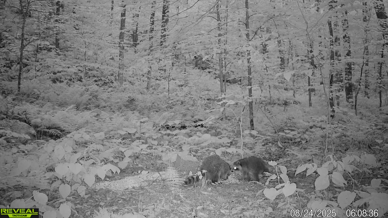 Adirondack raccoons