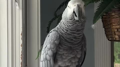 this parrot loves vodka too funny to handle!😂