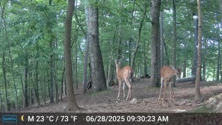 The Woods – 06/29/2025