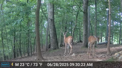The Woods – 06/29/2025