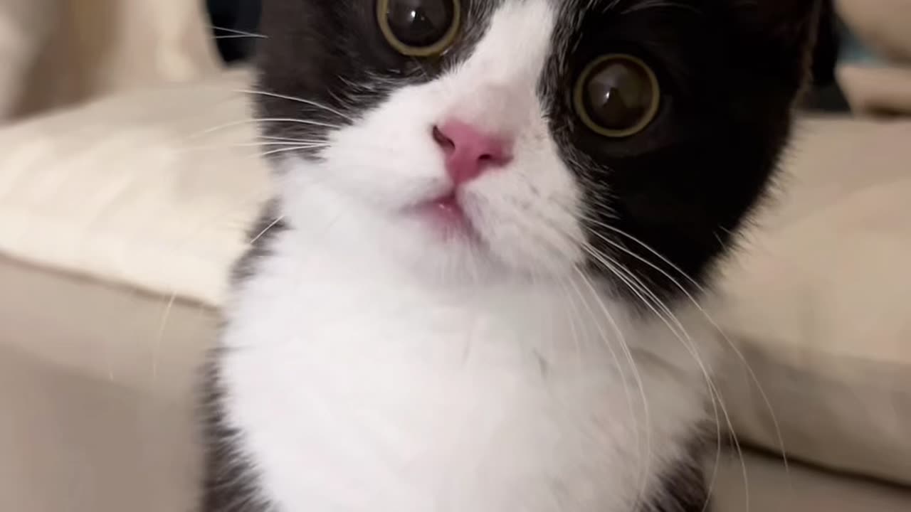 "Cat Meets His Reflection—Wait for His Reaction! 😼💕"