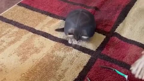 😺🦎 Turtle Cat Mix Goes Viral! | FunFM