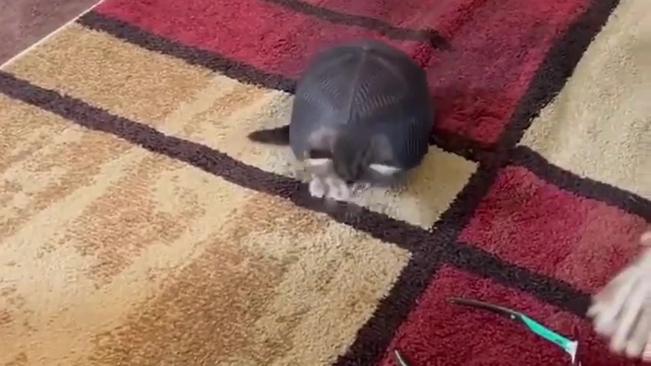 😺🦎 Turtle Cat Mix Goes Viral! | FunFM