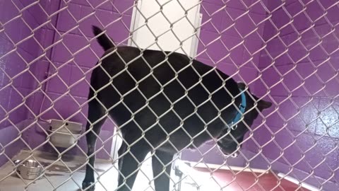 Styme 2y Pet Id 948290 kennel 9 HSSAZ shelter startin barks push me away but we're groovin2025829129