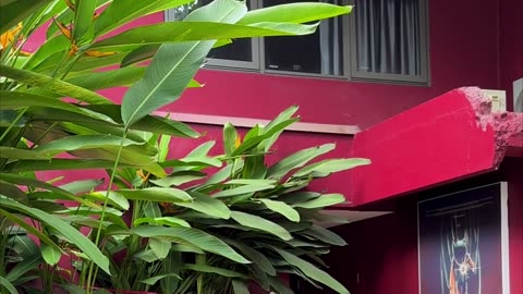 Relaxing at a Nature-Inspired Café | Coffee with a View
