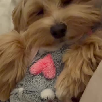 🐾 Happy National Dog Day 🐾⁣⁣⁣ Today I want to honour Myla #maltipoo #nationaldogday #petlovers