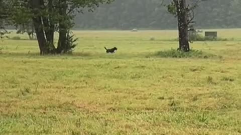 SCOTER's Land Blind - Dog Training - Duck Dog - Pitboss Waterfowl - Capt. Jeff Coats