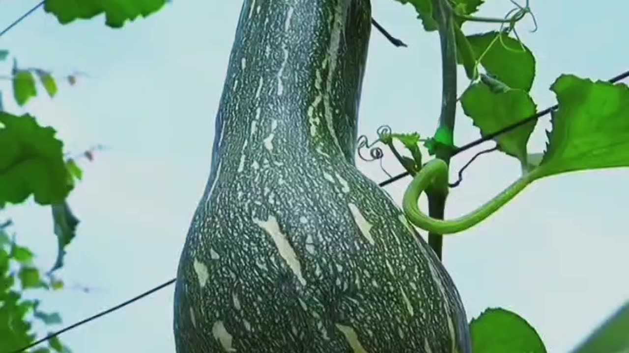 #Asali Sukun To Gaon Mein Hi #Hai 👌👌🫡🫡