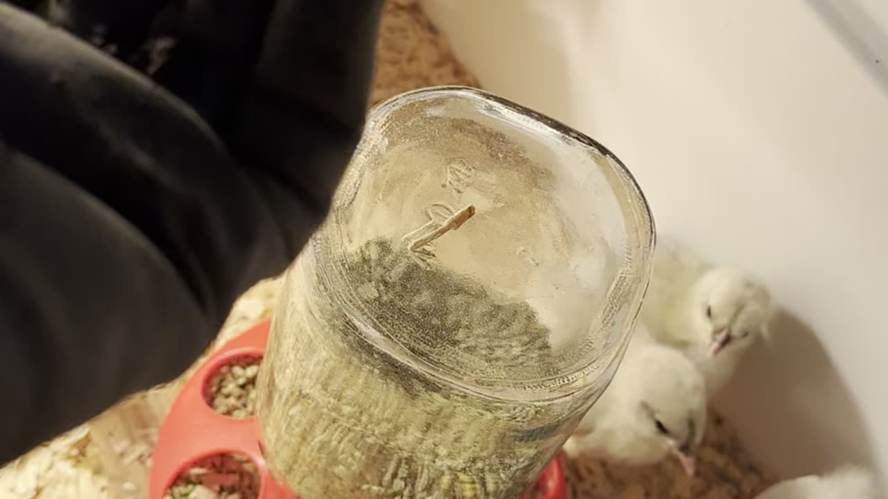 It’s the birds and the bees…. First worm.