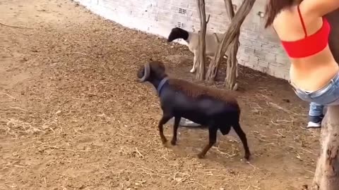 "Try Not to Laugh – Funniest Animal Moments Ever! 😂🐶"