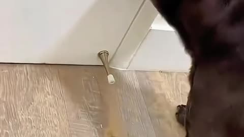 Dog's Comedy Videos 🤣 so cute videos 😍 funny videos 🤣