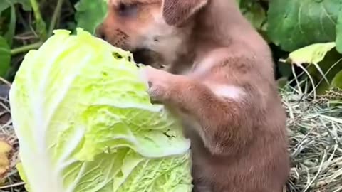 He eats the vagetable as his size 😅