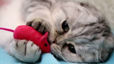 Cat playing with a toy mouse