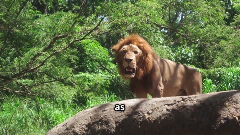 The Majestic Life of Lions the King of the Jungle