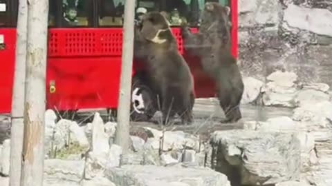 Just Two Bears Trying to Catch a Ride! 🐻🚌