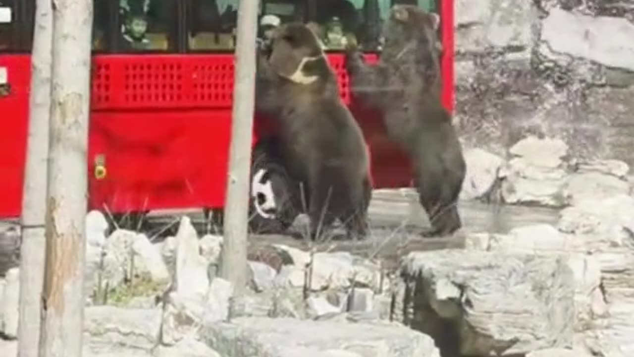 Just Two Bears Trying to Catch a Ride! 🐻🚌