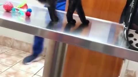 Cats hate vets.#funnycats #funnyanimals