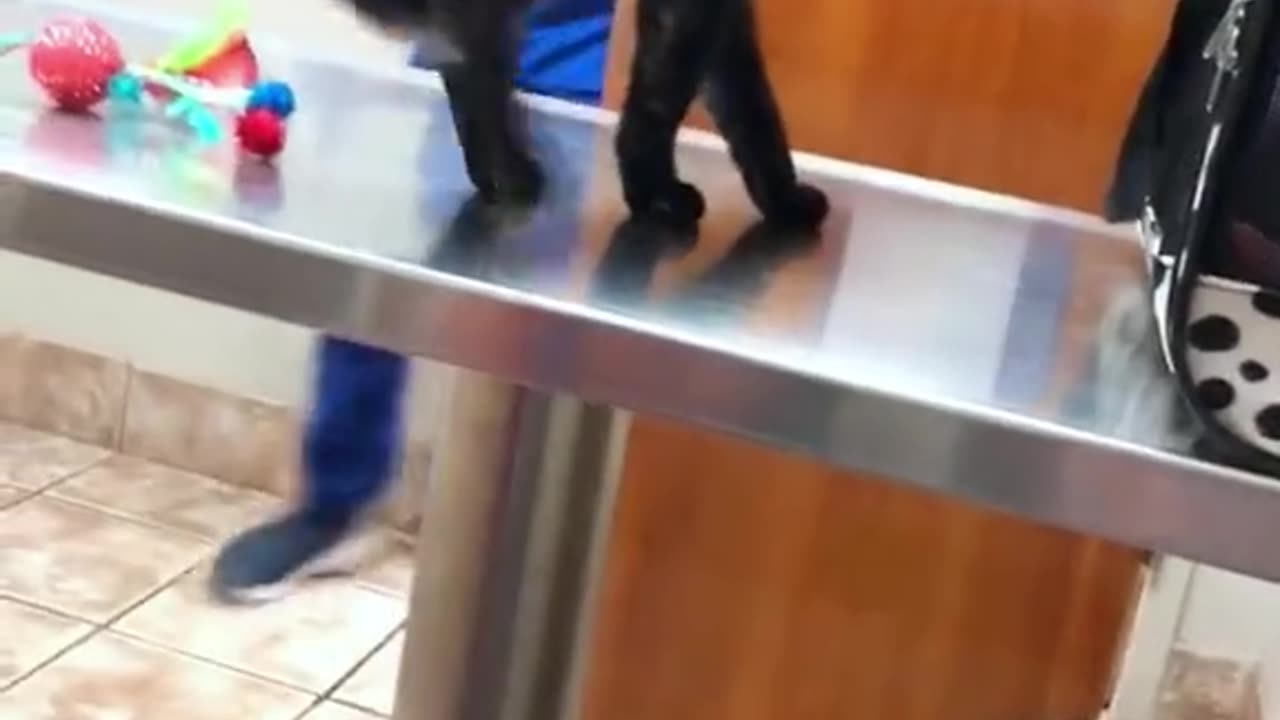 Cats hate vets.#funnycats #funnyanimals