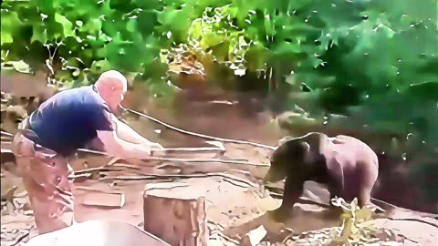 Only in Russia: Standoff Man vs Bear
