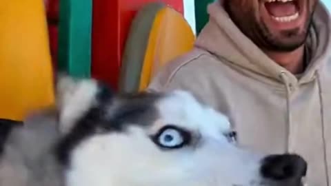 🐺🎭 This Husky’s Dramatic Expression Says EVERYTHING 😂❄️