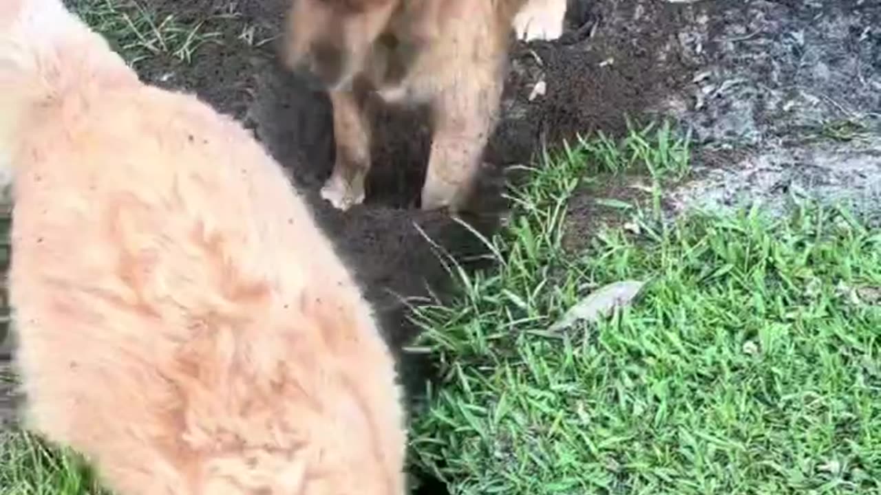Can't we just avoid it, dog