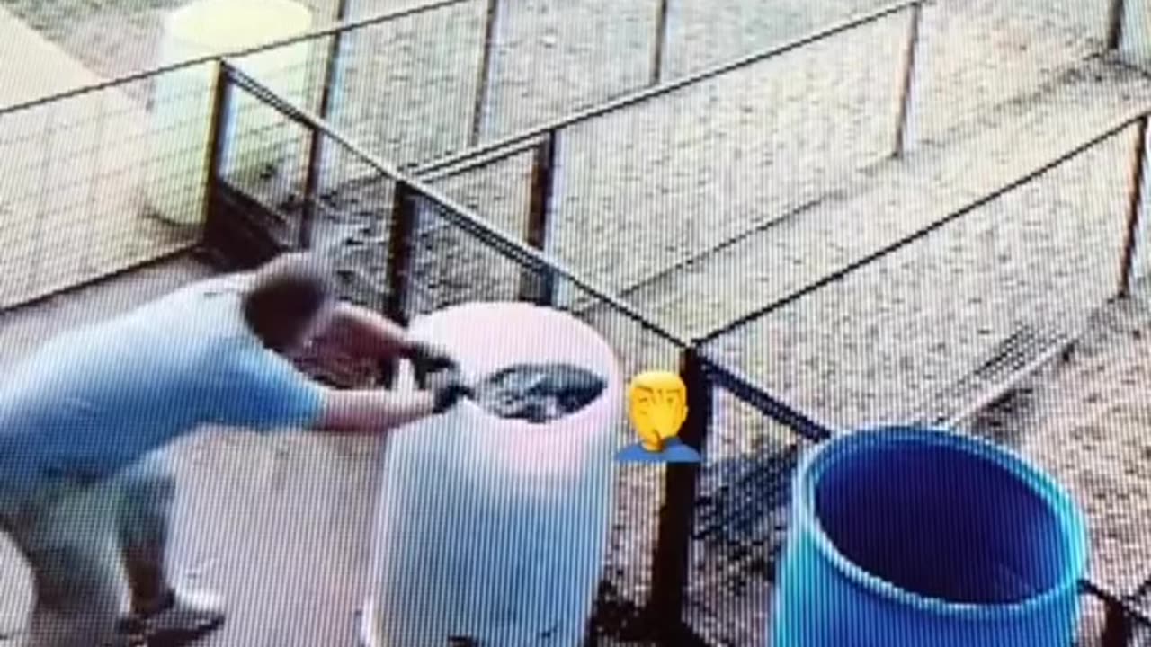 Saving pig