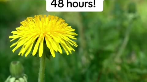 I do like dandylion wine picking them with mum