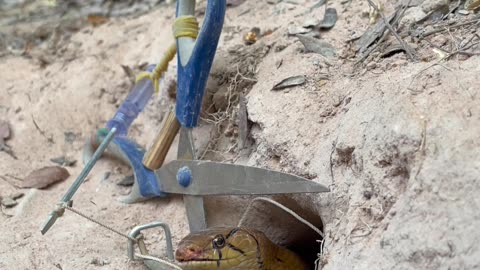 DIY Snake Trap using New scissors - Videos blog Reels |6