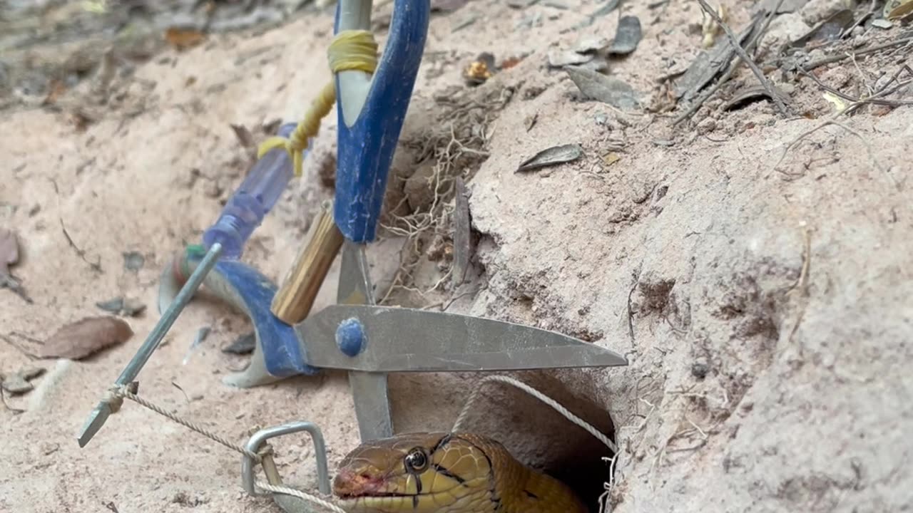 DIY Snake Trap using New scissors - Videos blog Reels |6