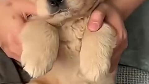 Golden Retriever Puppies Cuteness Are On Another Level 😍