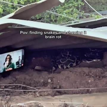 How nature feels about TikTok