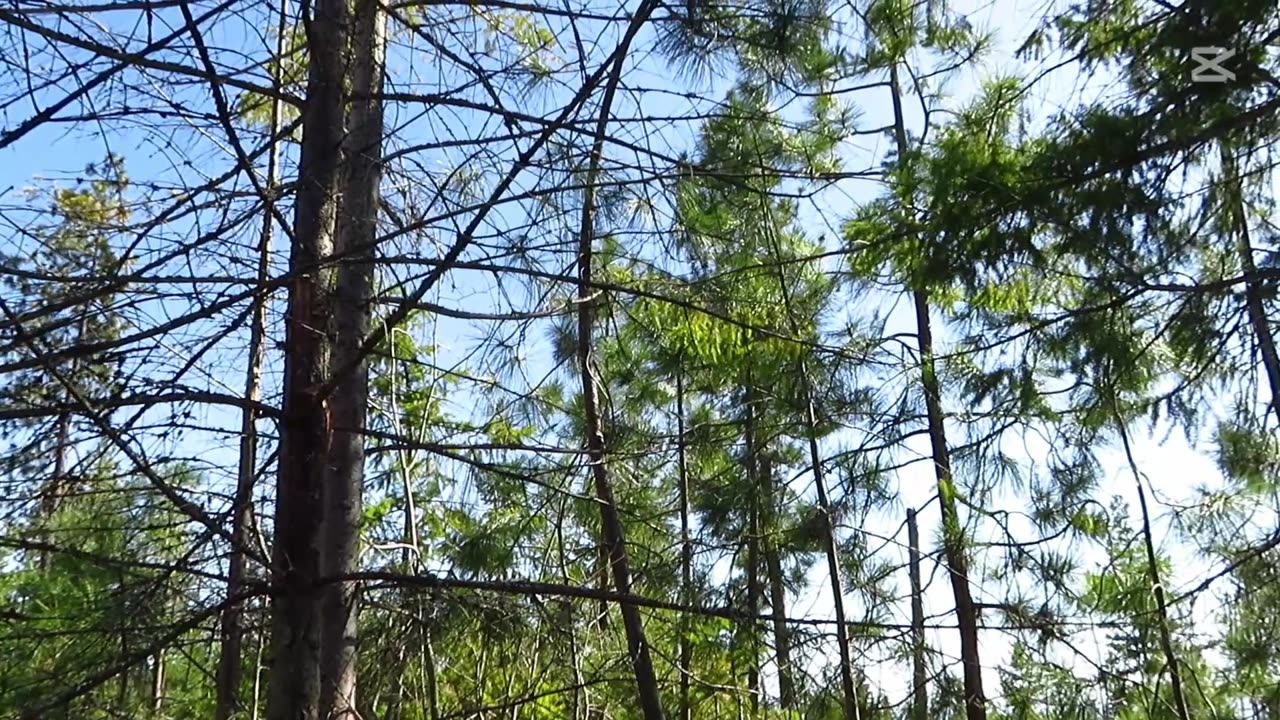 How did that tree get that way?