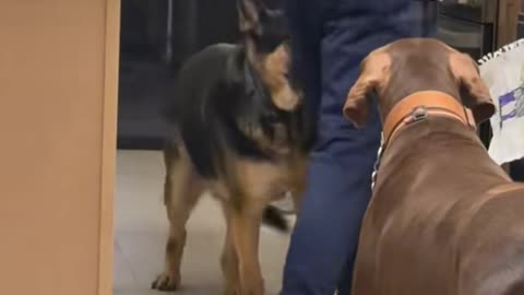 German Shepherd Nips A Bit Of Dad's Butt