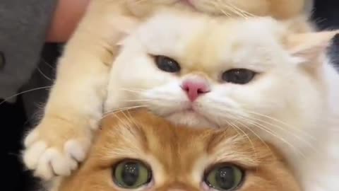 Their Faces Tho! 😂 Funny Cat Stack