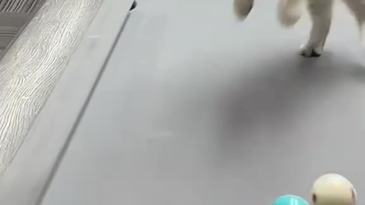 Ultimate Funny Cat Compilation – Laugh Till You Cry! 😂🐱