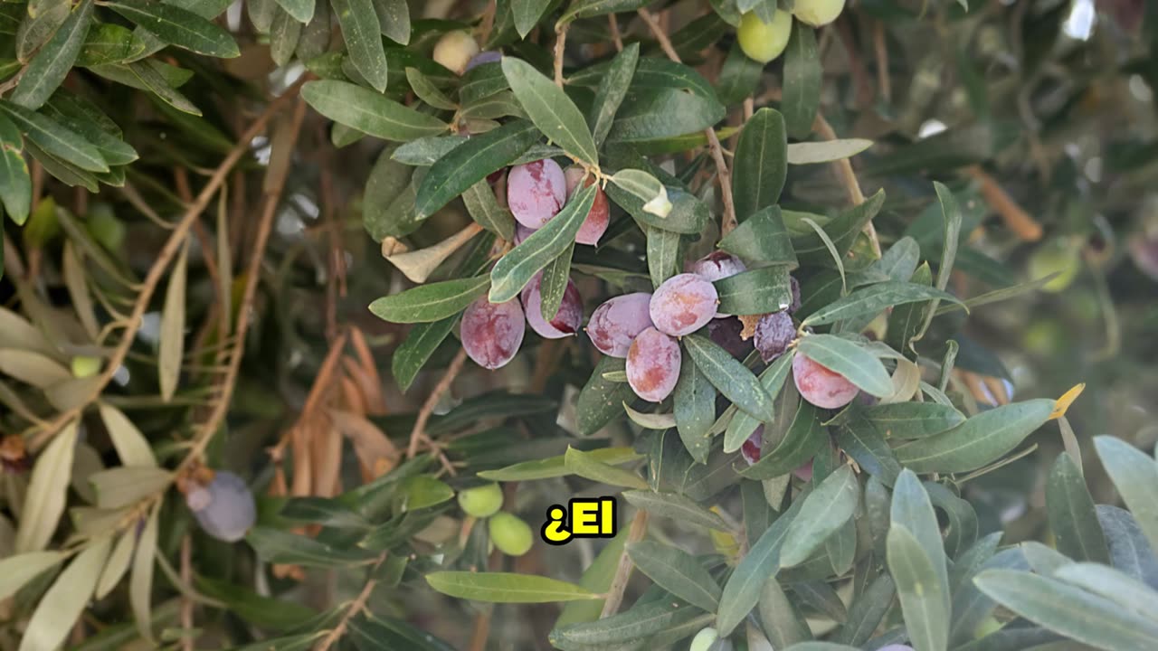 🫒 Test de Comprensión: La Aceituna | 10 Preguntas con Imágenes y Respuestas 🍃
