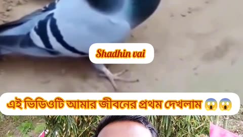 “Rare Pigeon Found With Three Eggs!”