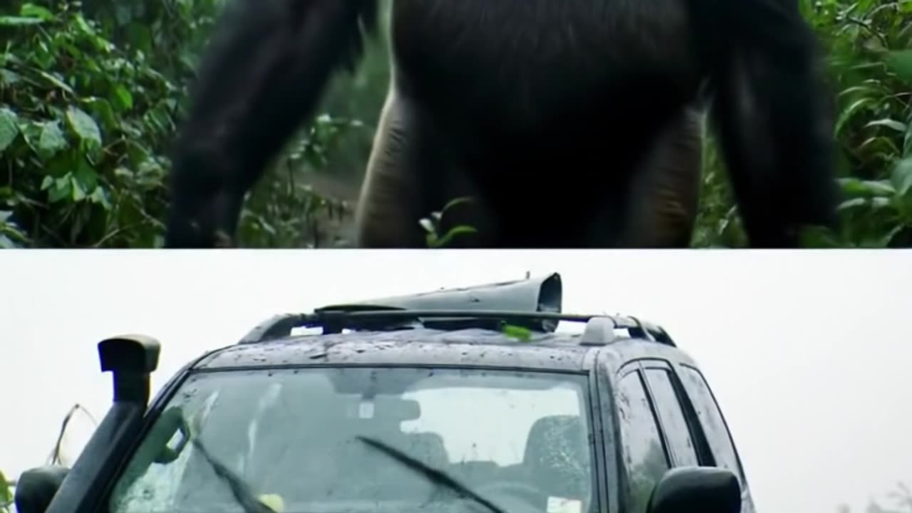 Gorilla Drives a Car in the Jungle?! 🦍🚗🌴 (Crazy Adventure)”