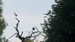 Denmark sees highest number of white stork nestlings in decades