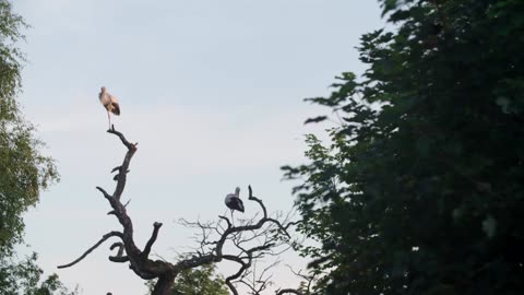 Denmark sees highest number of white stork nestlings in decades