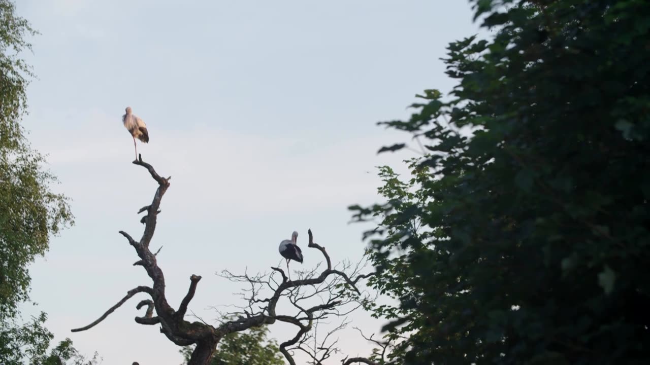 Denmark sees highest number of white stork nestlings in decades