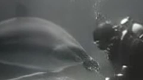 Top Secret Dolphin Commando – Tuffy’s True Mission