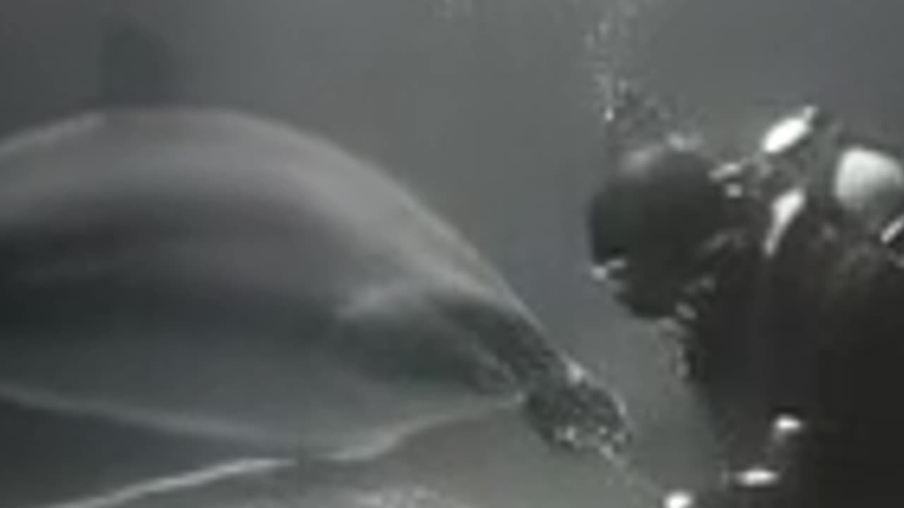 Top Secret Dolphin Commando – Tuffy’s True Mission
