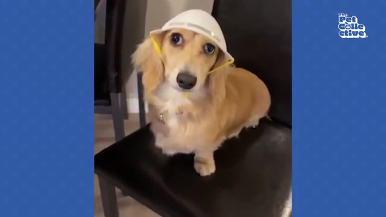 🐶 Adorable Dogs Doing the Funniest Things | Try Not to Laugh Challenge! 😂