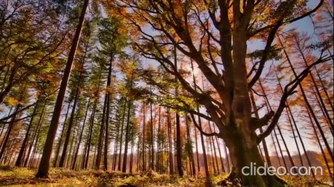 The Rebirth of Charles Hamilton - Black Breakdown (VIDEO)